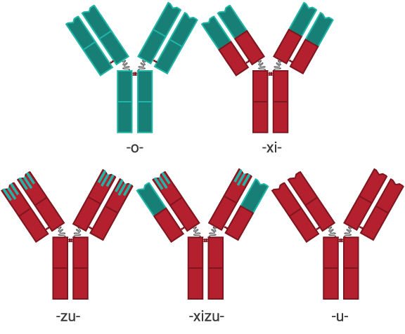 appendix-antibody-nomenclature-component